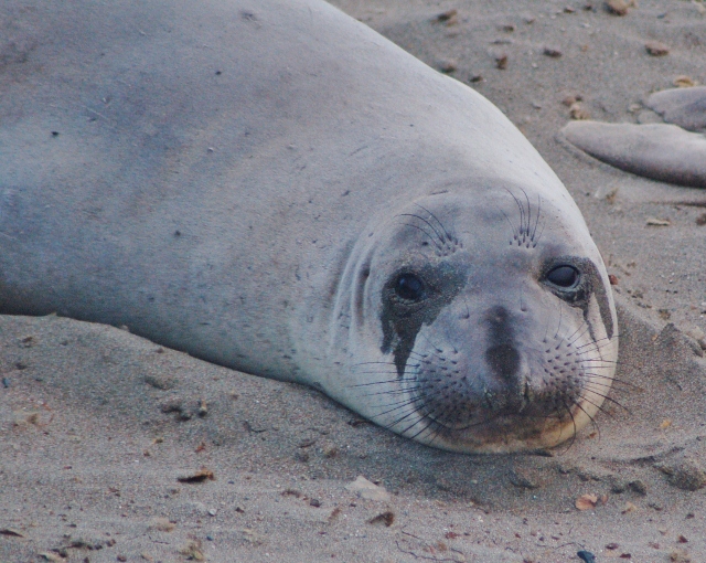 juvenile male elephant seals